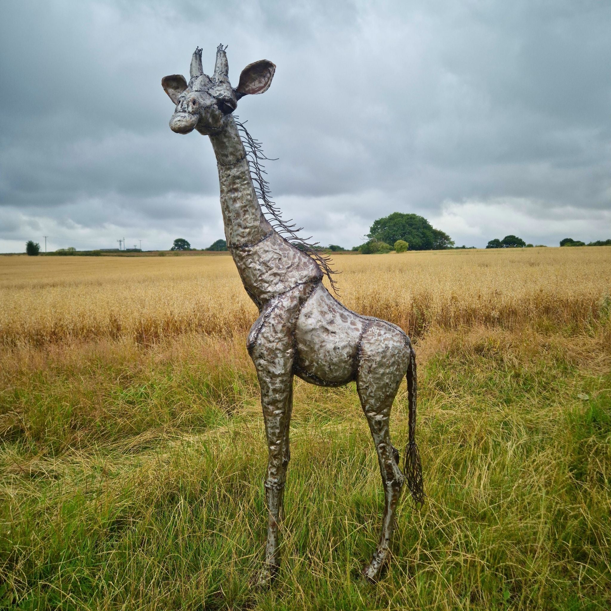 Giraffe Metal Sculpture 6ft - Looking Left