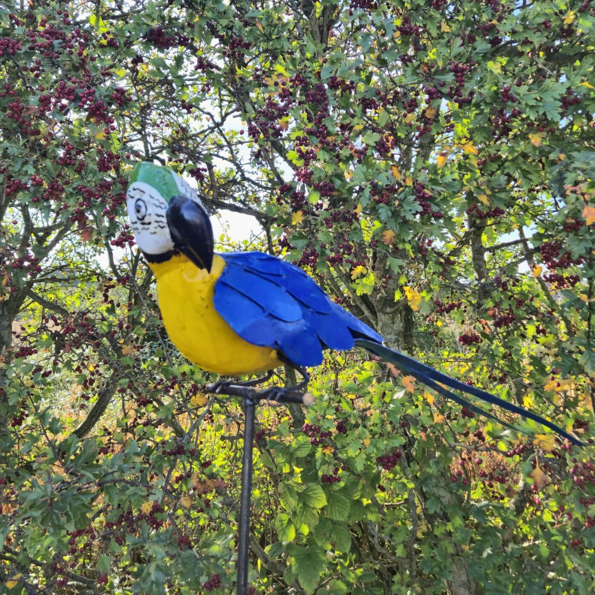 Perched Parrot Metal Sculptures