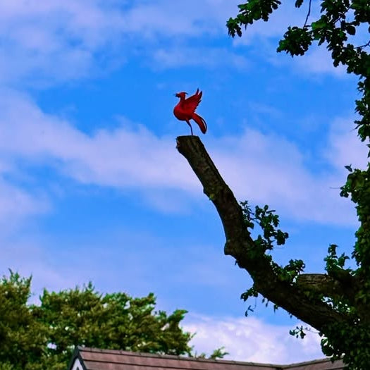 Red Liver bird | Limited Edition
