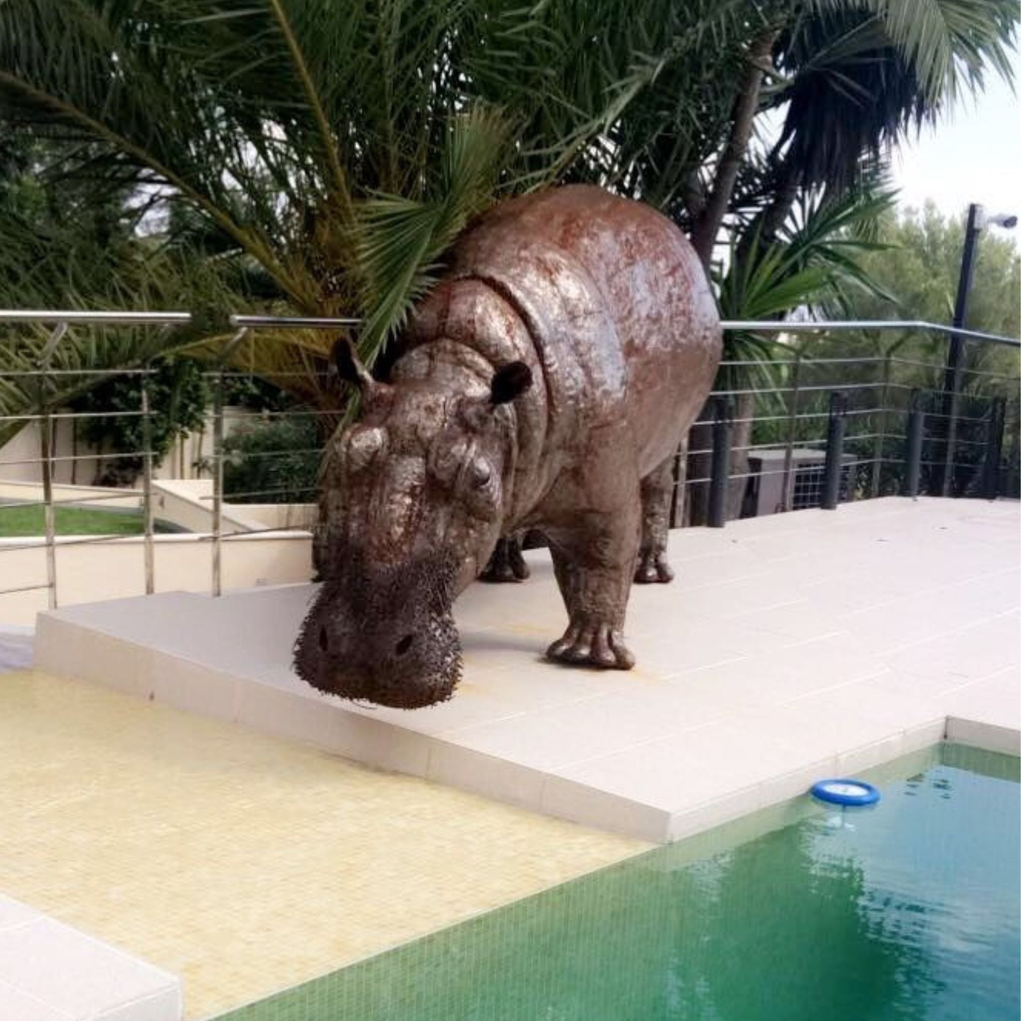 Life Size Natural Hippo - Pangea Sculptures