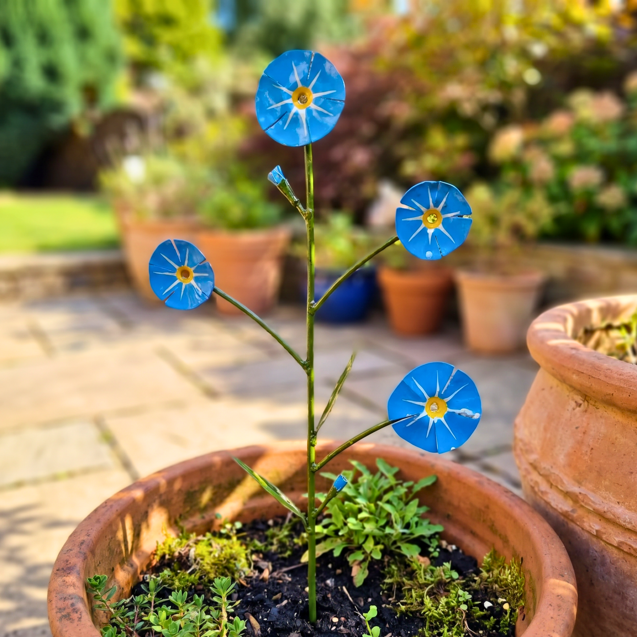 Forget Me Not