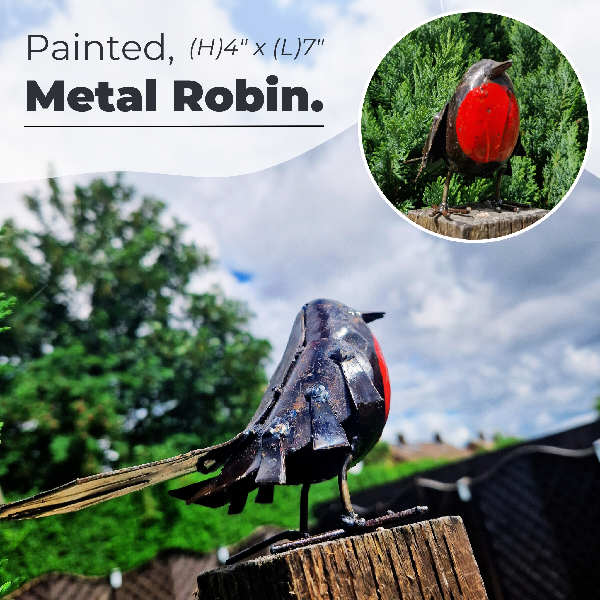 Painted Robin