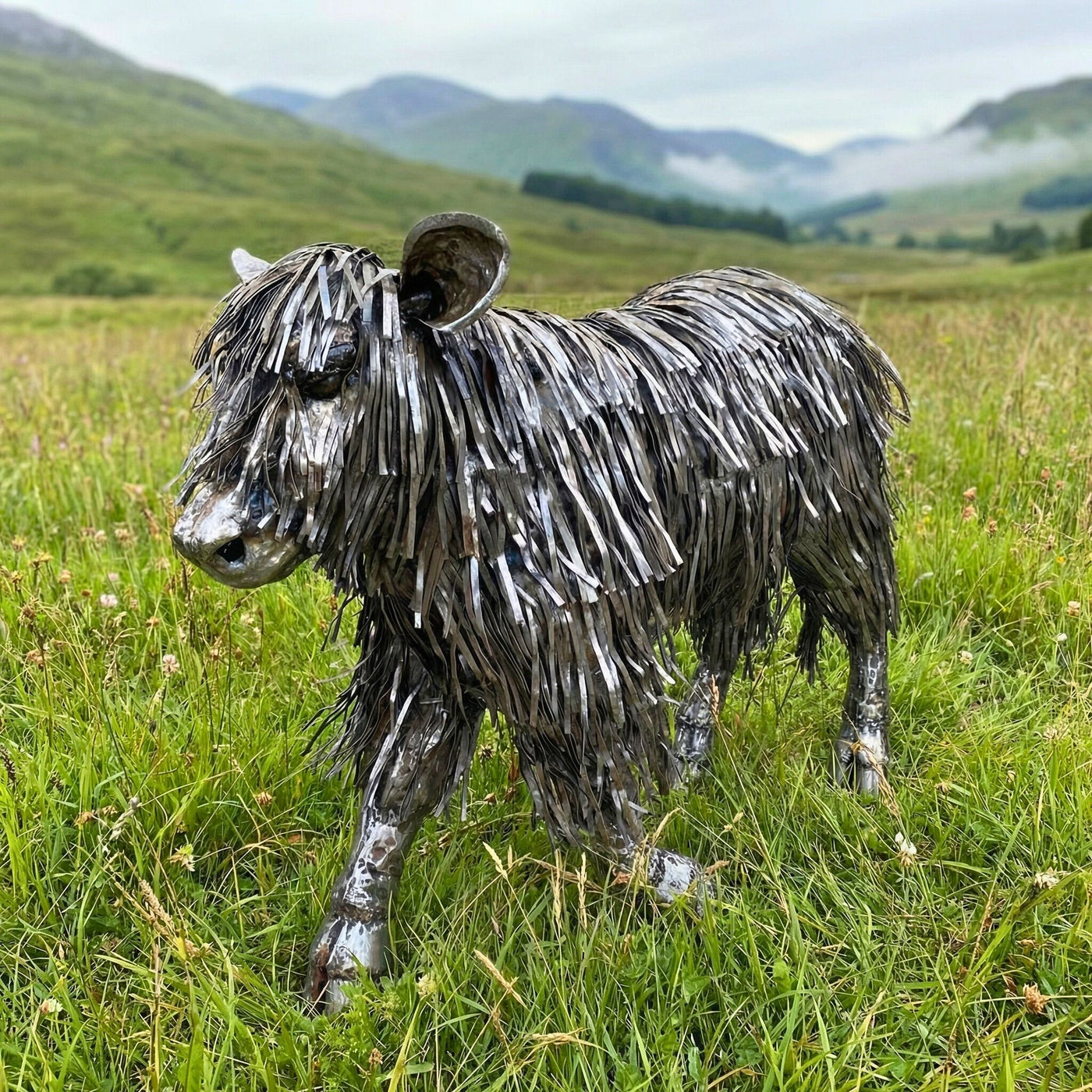 Highland Calf Metal Sculpture